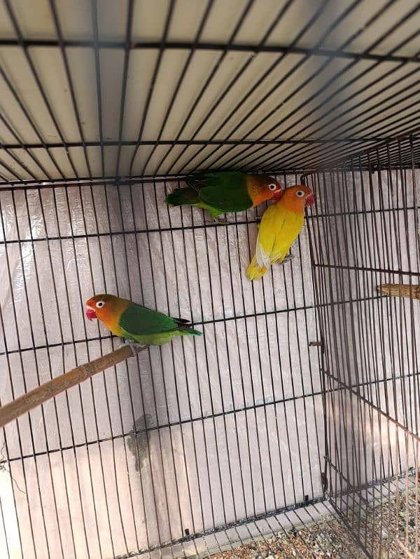 love birds with cage 2