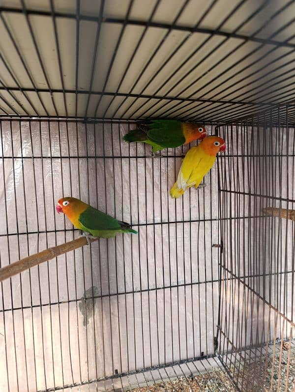 love birds with cage 3