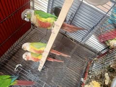 High red factor green chick and pineapple conure pair for sale