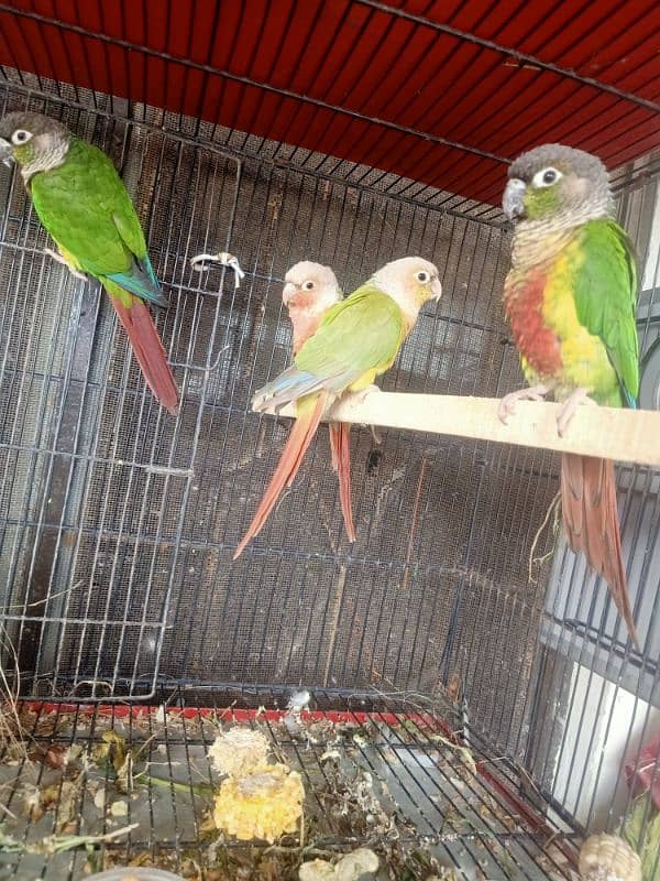 High red factor green chick and pineapple conure pair for sale 1