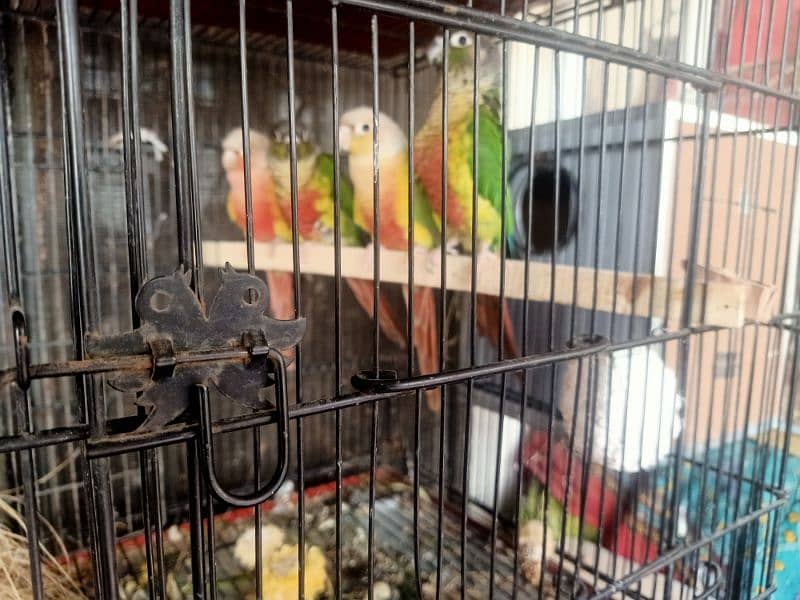 High red factor green chick and pineapple conure pair for sale 2