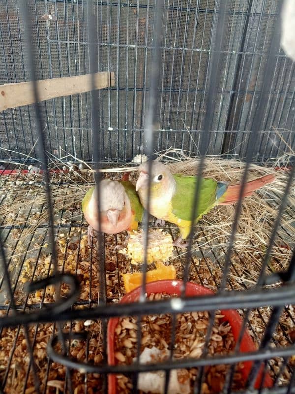 High red factor green chick and pineapple conure pair for sale 3