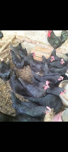 black Australorp fartile eggs foresale per egg 50 guarantee kesath