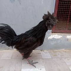 Ayam