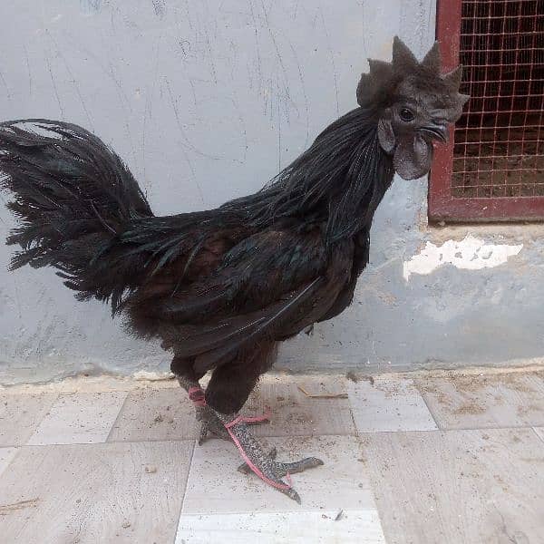 Ayam cemani 1