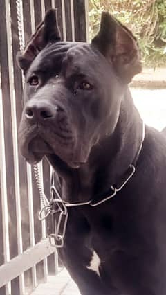 Pedigreed Cane Corso Male