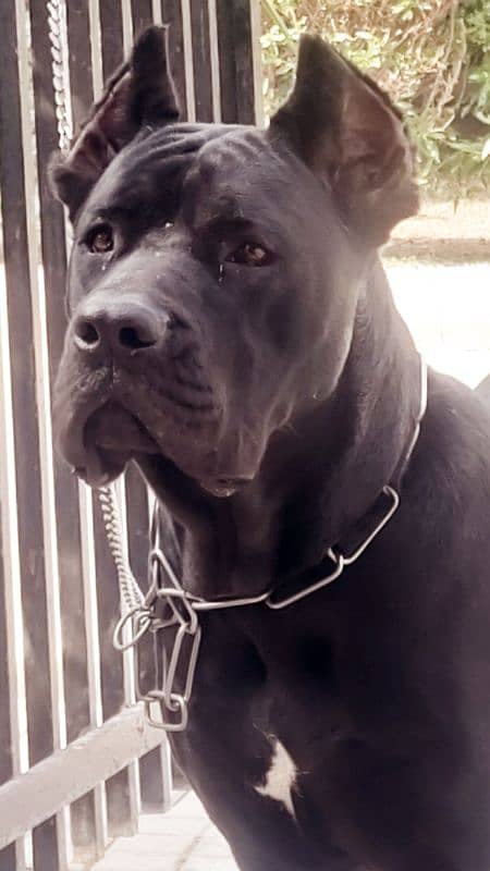 Pedigreed Cane Corso Male 0