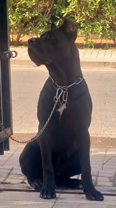 Pedigreed Cane Corso Male 1