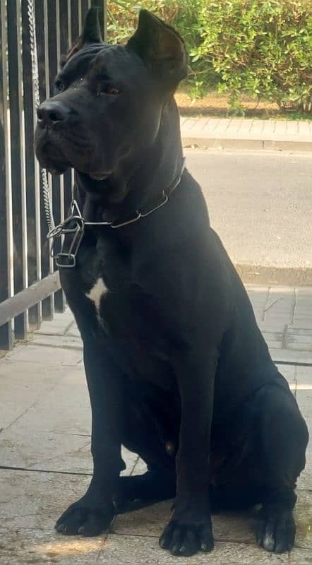 Pedigreed Cane Corso Male 2