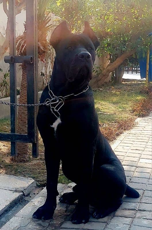 Pedigreed Cane Corso Male 3