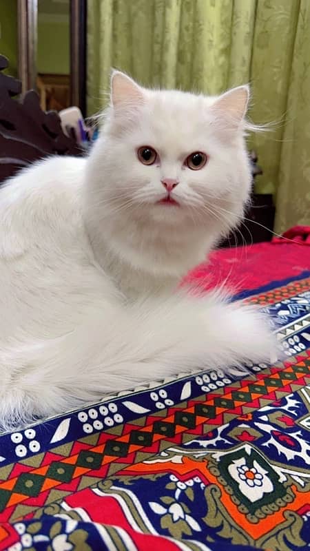 pure persian breed 3