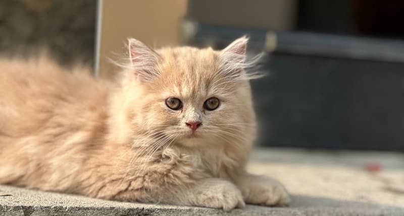 pure persian breed 4