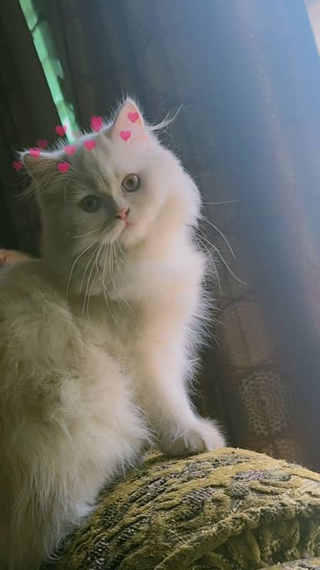 pure persian breed 5