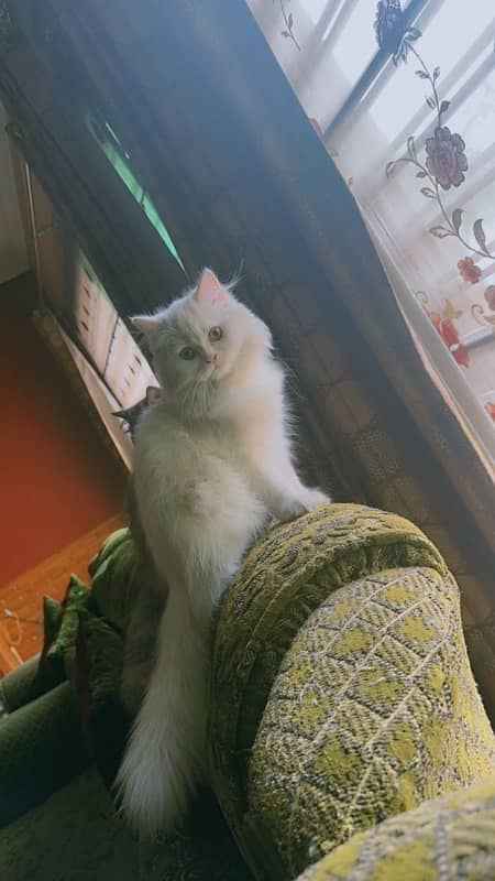 pure persian breed 7