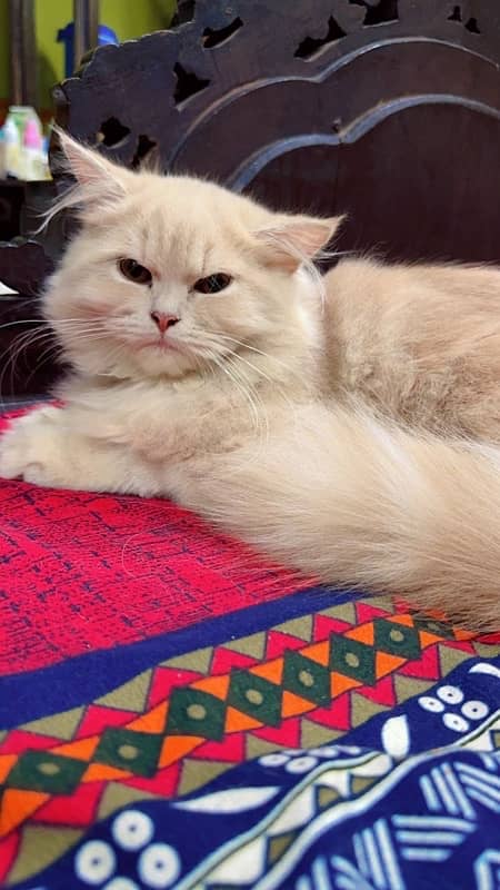 pure persian breed 8