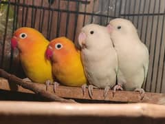 LOVEBIRDS LATINO COMMON PAIR & ALBAINO SPLIT PAIR