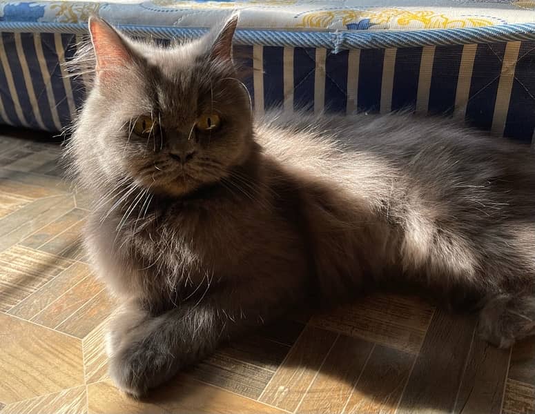 persian cat pair for sale 3