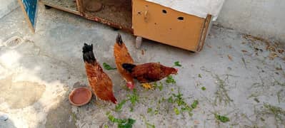 hens + wooden cage