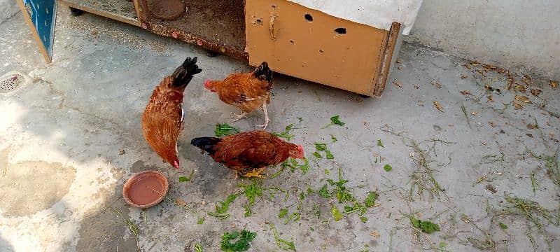 hens + wooden cage 2