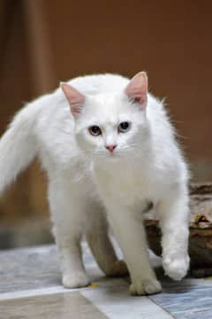 Persian odd eyes male cat