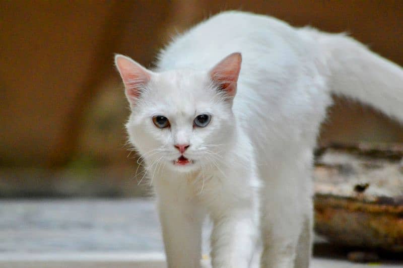 Persian odd eyes male cat 2