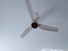 Celling Fans