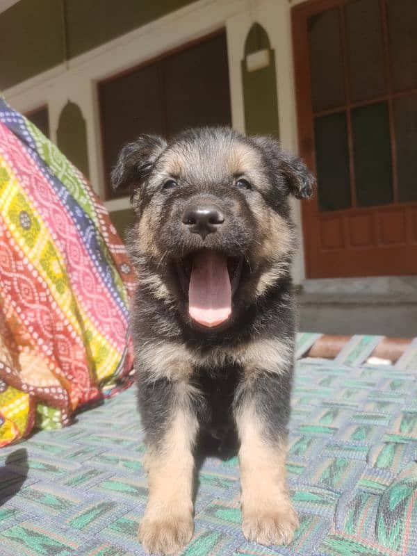 German Shepherd Puppy 0