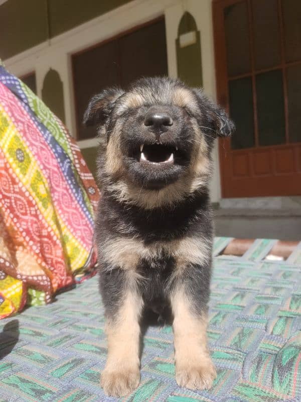 German Shepherd Puppy 1