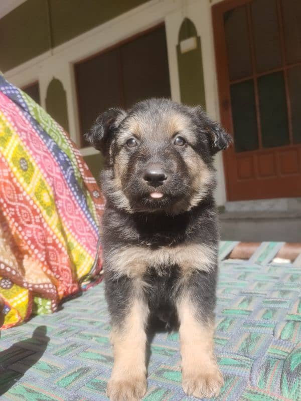 German Shepherd Puppy 2