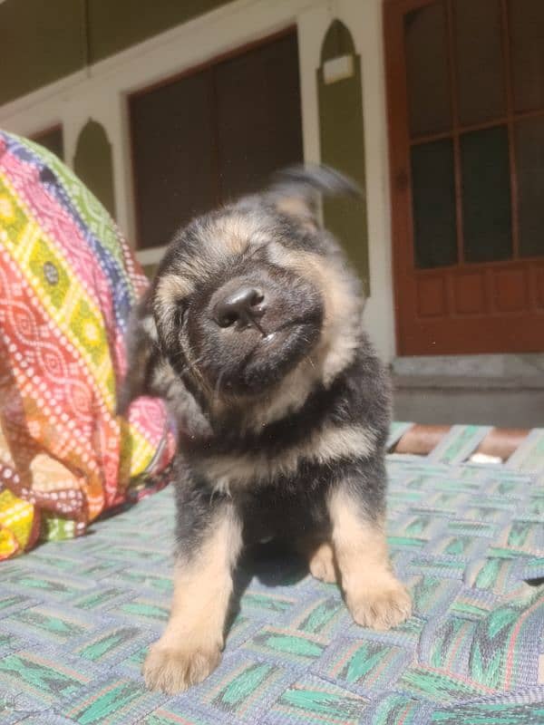 German Shepherd Puppy 3