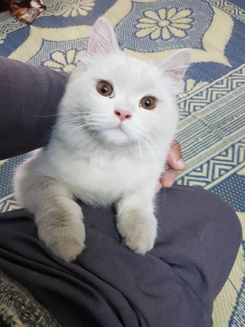 Persian, Triple Coated, Male 1