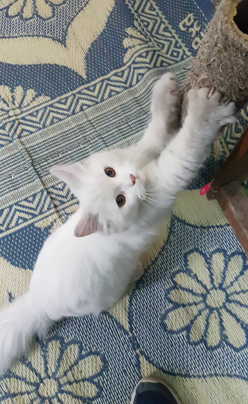 Persian, Triple Coated, Male 2