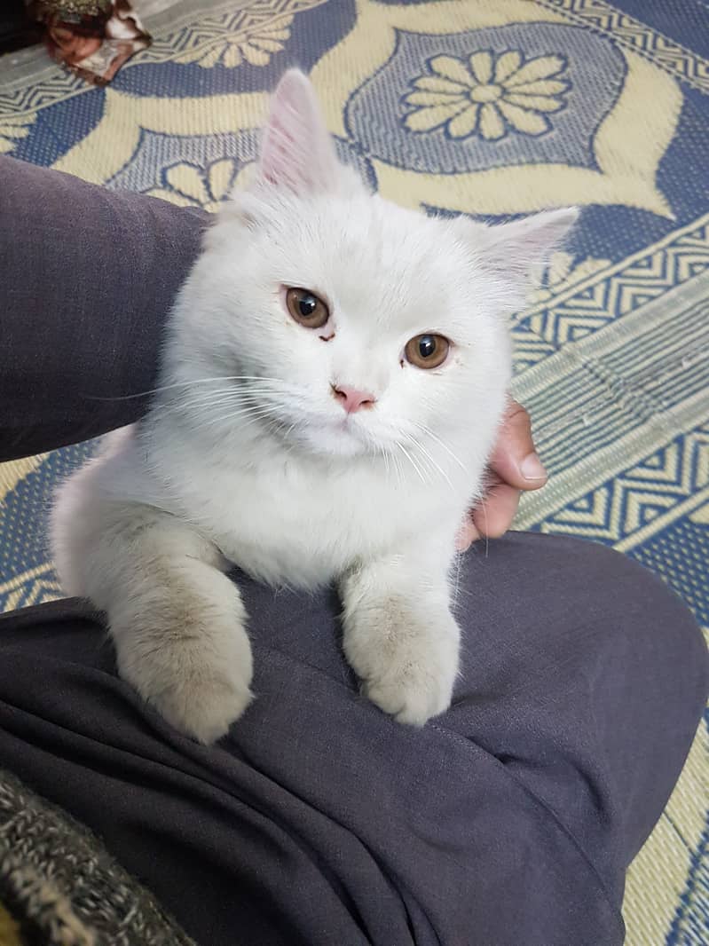 Persian, Triple Coated, Male 4