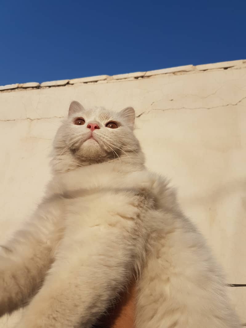 Persian, Triple Coated, Male 5