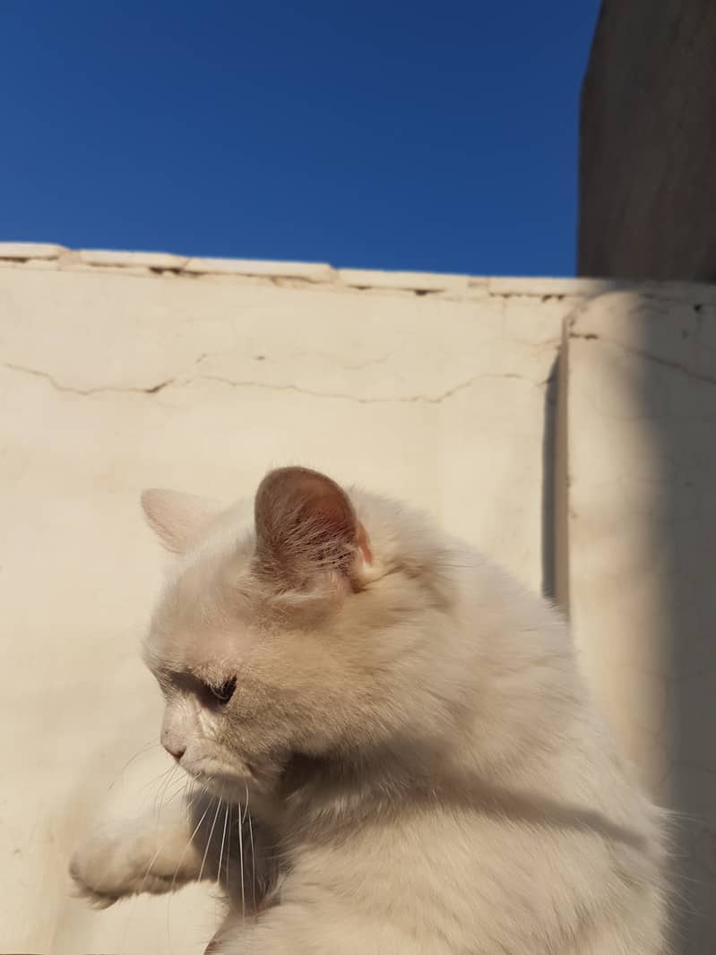 Persian, Triple Coated, Male 6