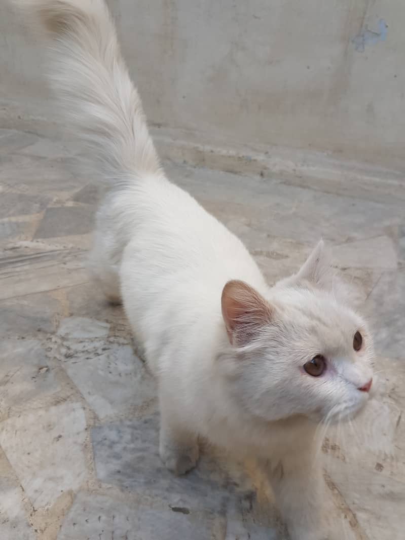 Persian, Triple Coated, Male 7