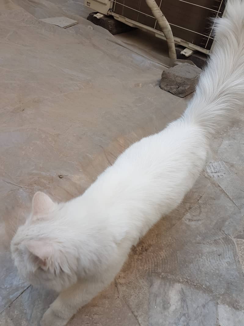 Persian, Triple Coated, Male 8