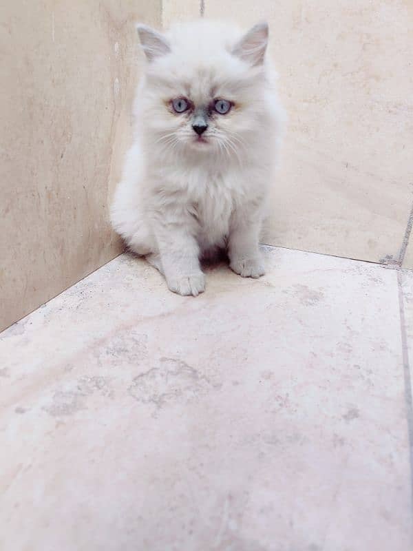 Pure Persian Kittens 2