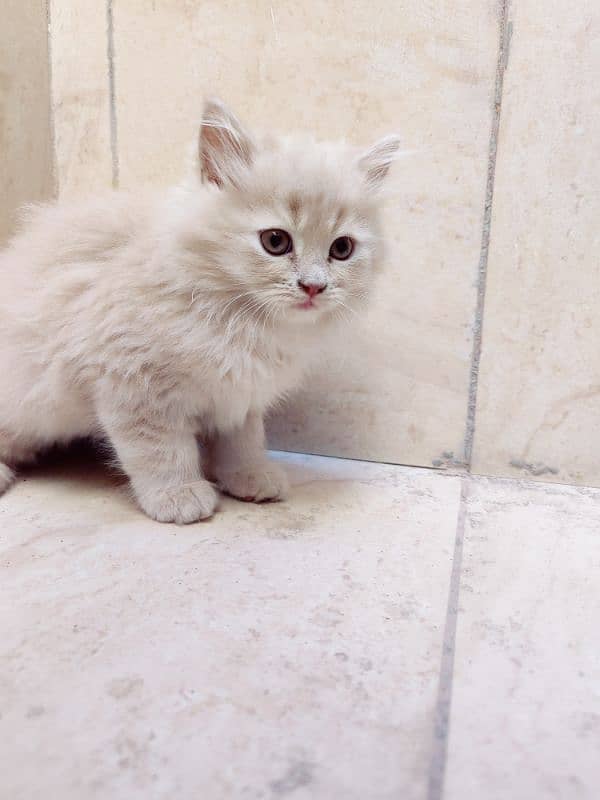 Pure Persian Kittens 4