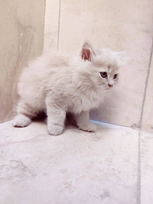 Pure Persian Kittens 5