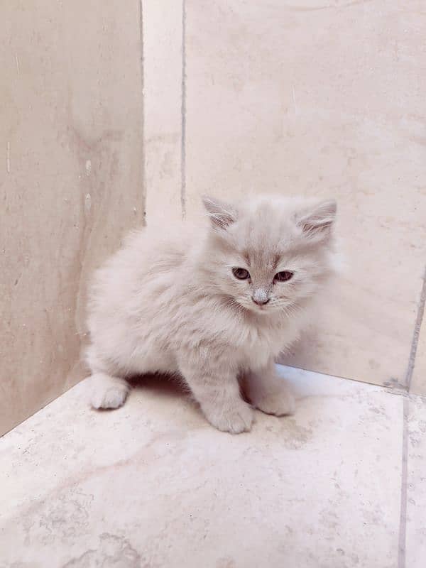 Pure Persian Kittens 6