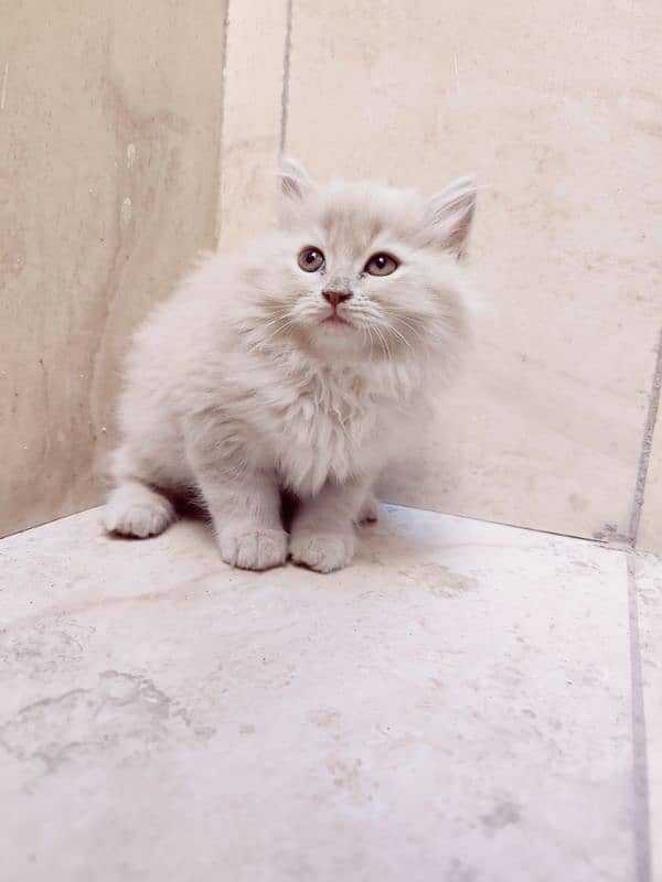 Pure Persian Kittens 8