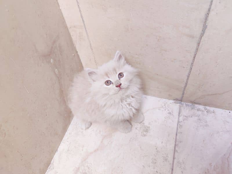 Pure Persian Kittens 9