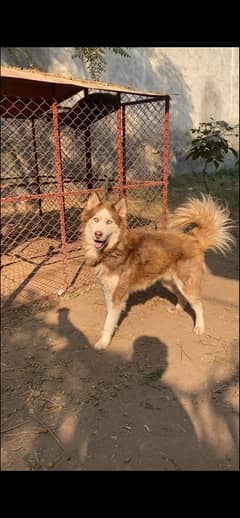 Husky Male Woolly Coat