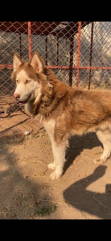 Husky Male Woolly Coat 1