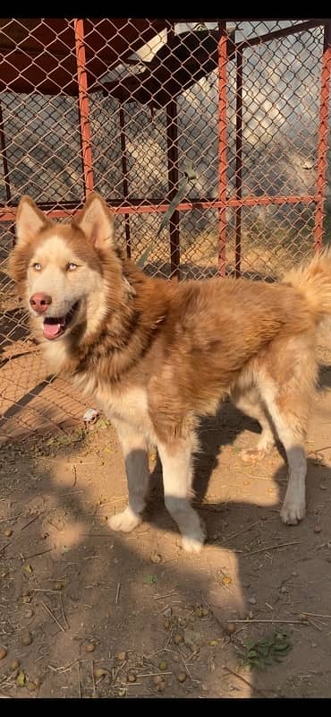 Husky Male Woolly Coat 3