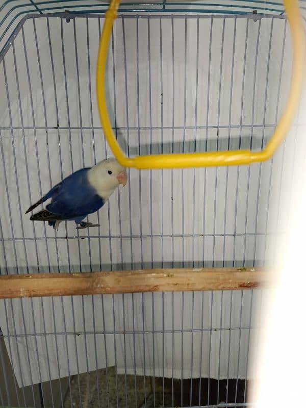 Blue violet opaline split Pale fellow male healthy and active playful 1