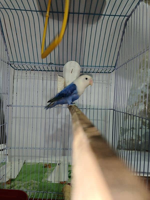 Blue violet opaline split Pale fellow male healthy and active playful 2