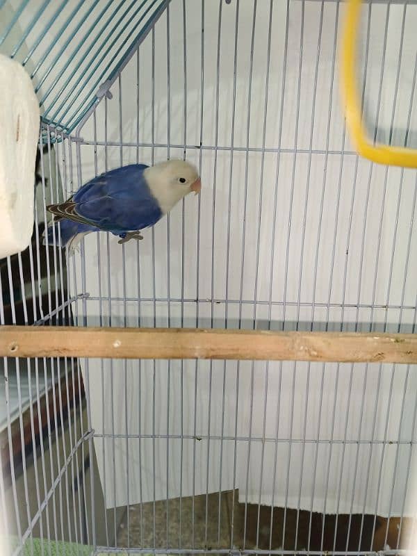 Blue violet opaline split Pale fellow male healthy and active playful 3