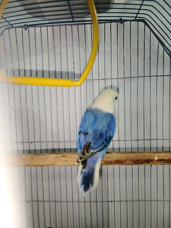 Blue violet opaline split Pale fellow male healthy and active playful 4